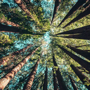 Sustainability & Ethics